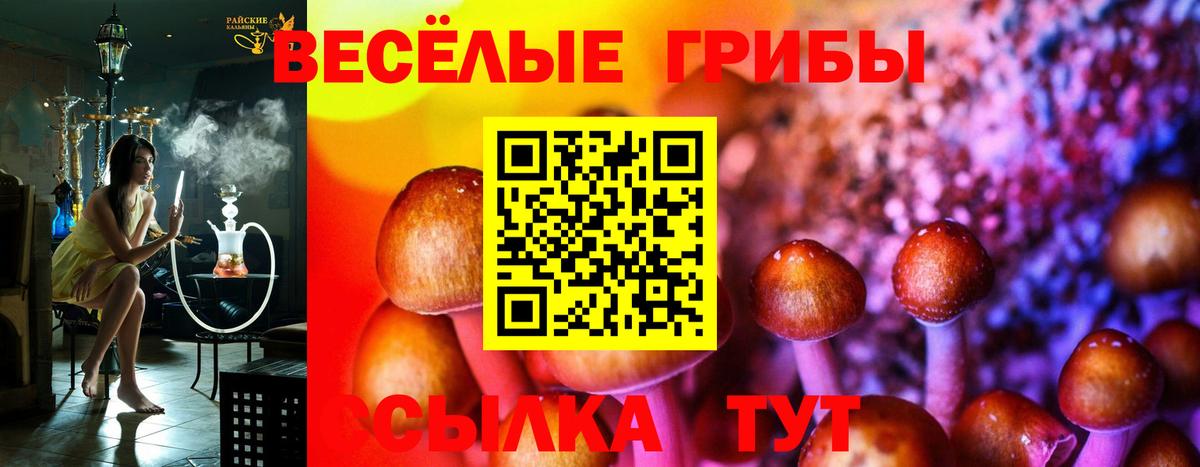 Псилоцибиновые грибы Cubensis Сунжа